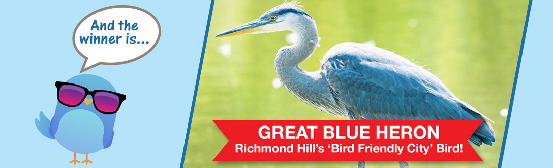 Cartoon bird saying "And the winner is" with a photo of a Great Blue Heron