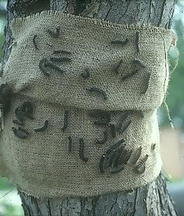 Image of burlap trap on tree covered in caterpillars