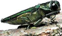 Emerald Ash Borer