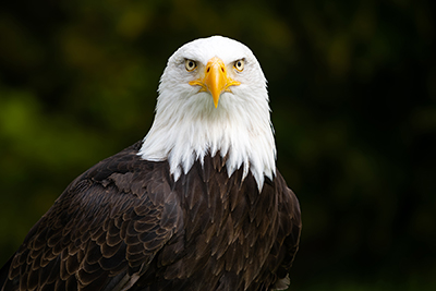Image of a Bald Eagle