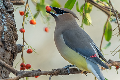 Image of a Cedar Waxwing bird