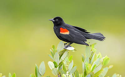 Image of a Red-winged Blackbird