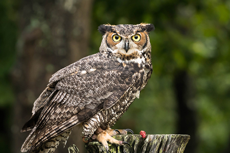 Image of great horned owl sitting on a log