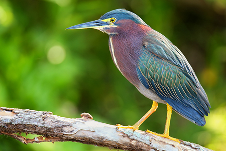 Image of a green heron