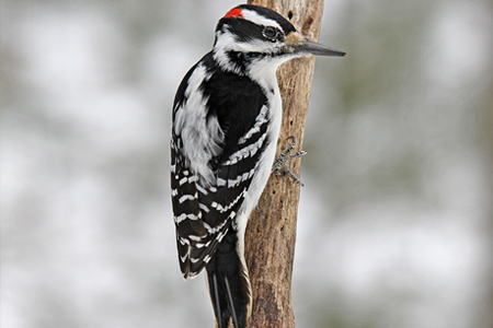 Image of a hairy woodpecker