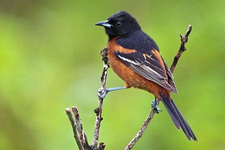 Image of an orchard oriole