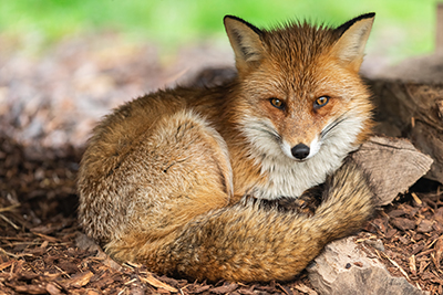 Fox