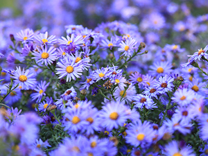 Image of Smooth Aster wildflower